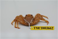 藏品(近親盾牌蟹)的圖片